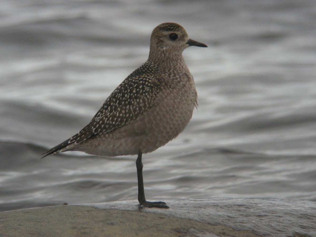 American Golden-Plover - ML518342931