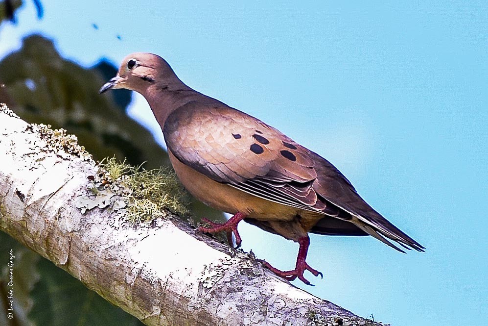 Eared Dove - ML518343001