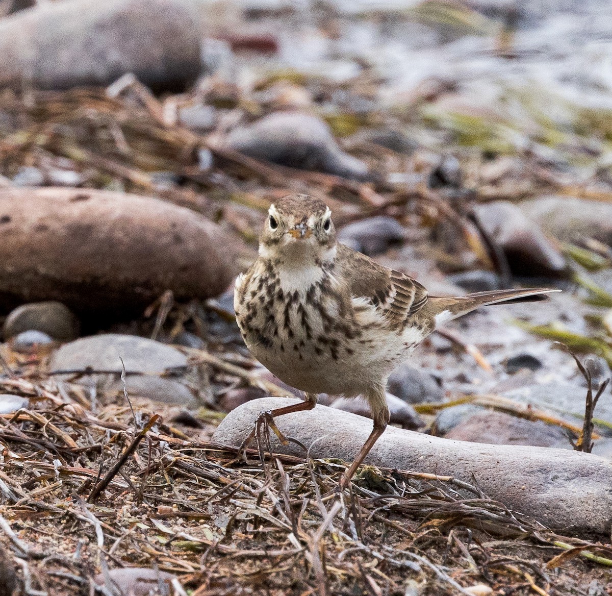 American Pipit - Karla Salyer