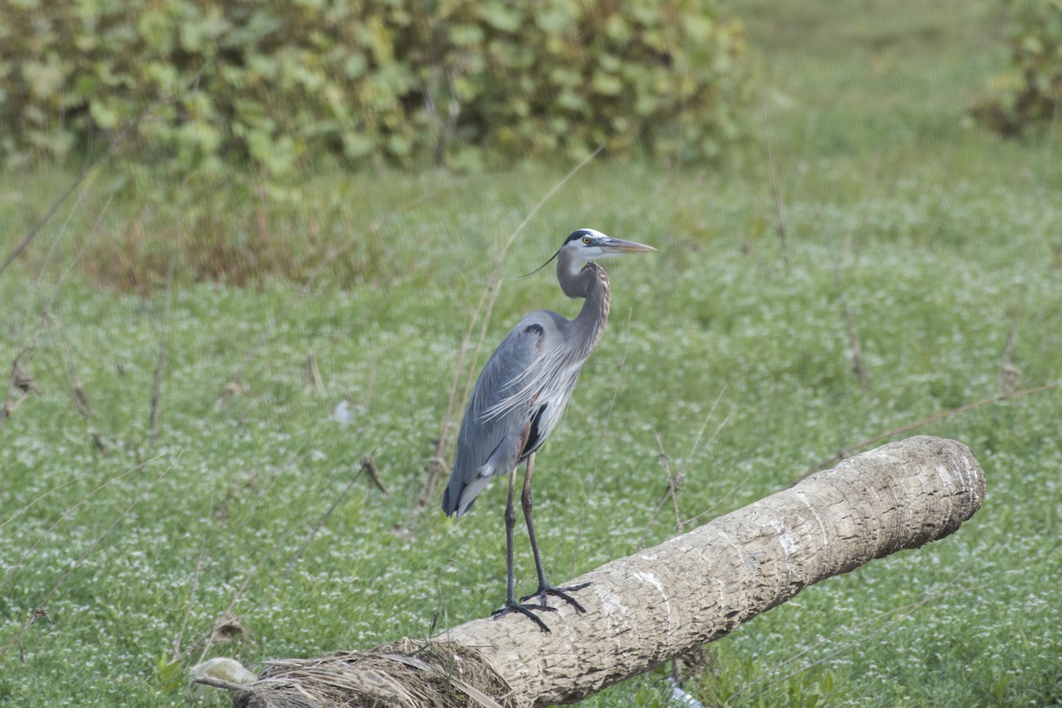 Garza Azulada - ML518345011