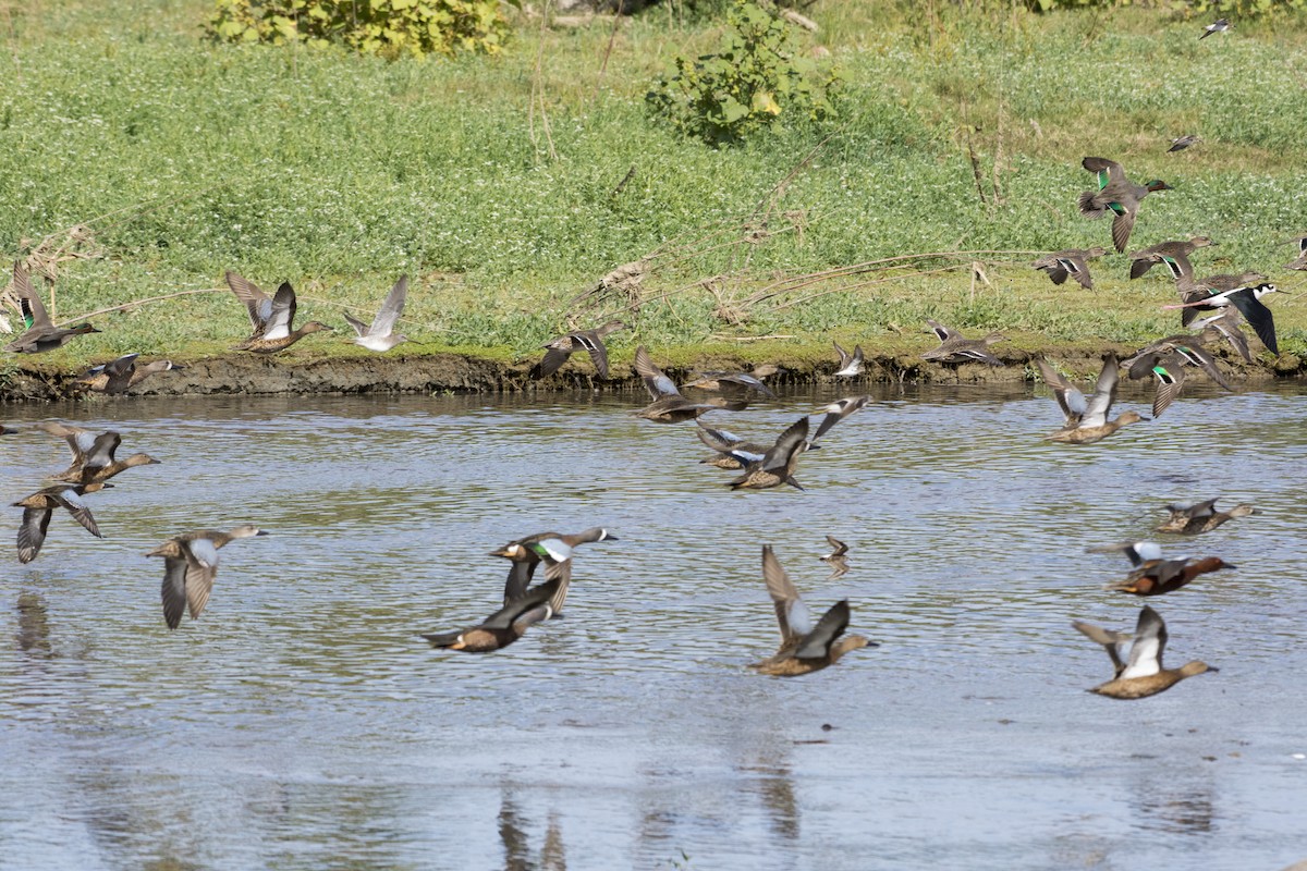 Green-winged Teal - ML518345621