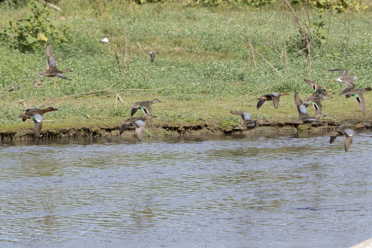 Green-winged Teal - ML518345701