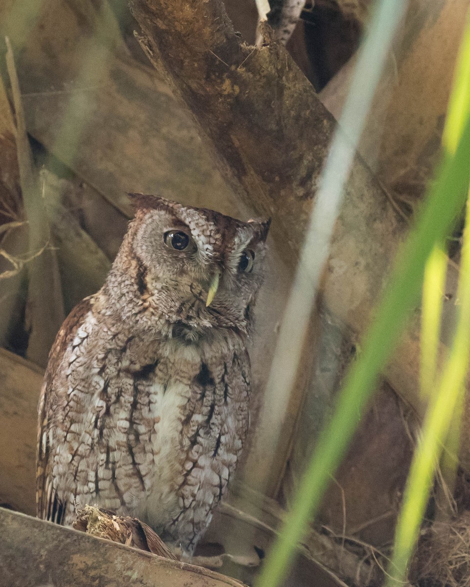 Eastern Screech-Owl - ML51834581