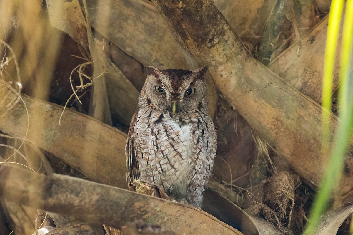 Eastern Screech-Owl - Nick Dorian