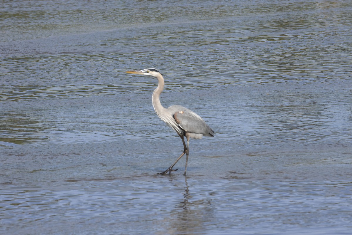 Garza Azulada - ML518346311