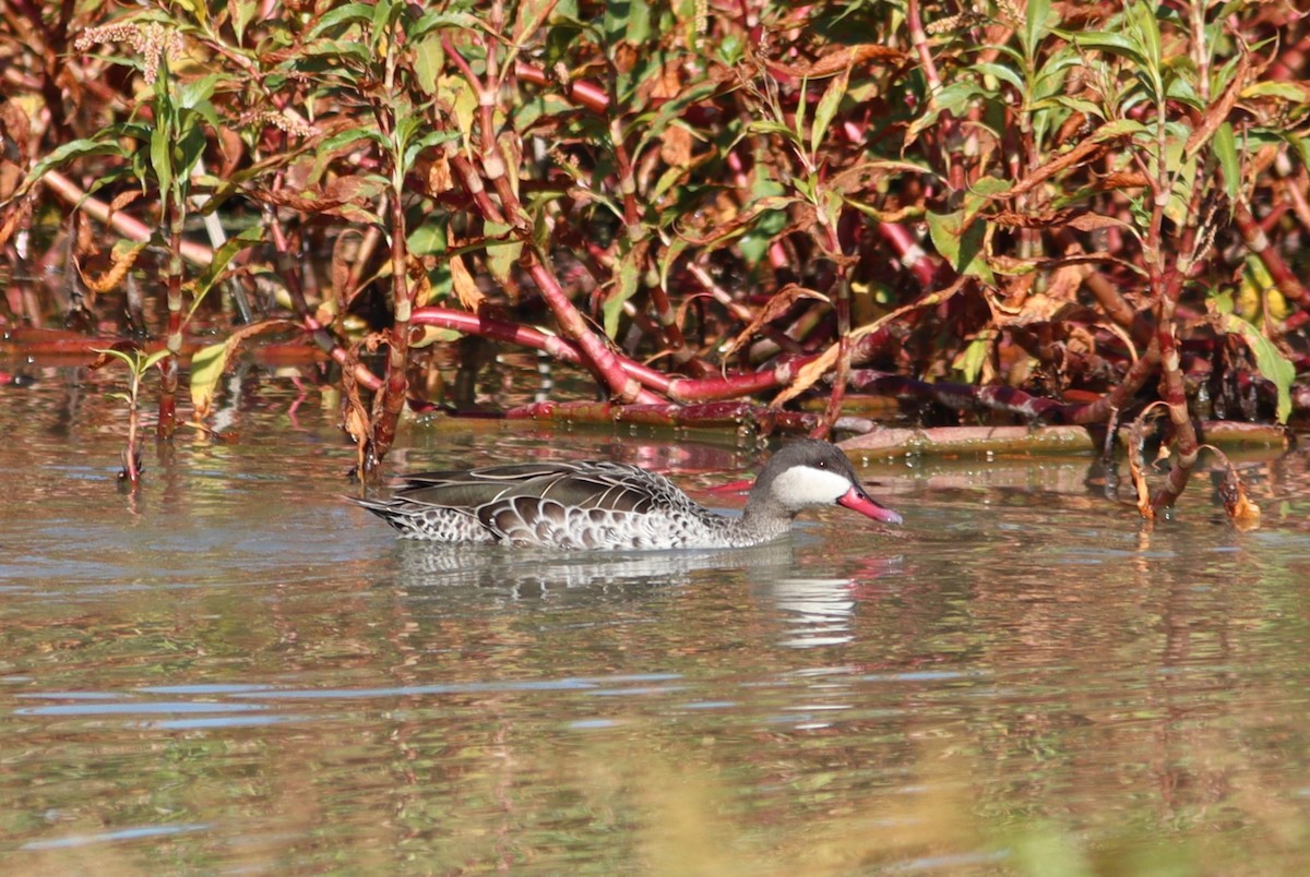 Red-billed Duck - ML518346761