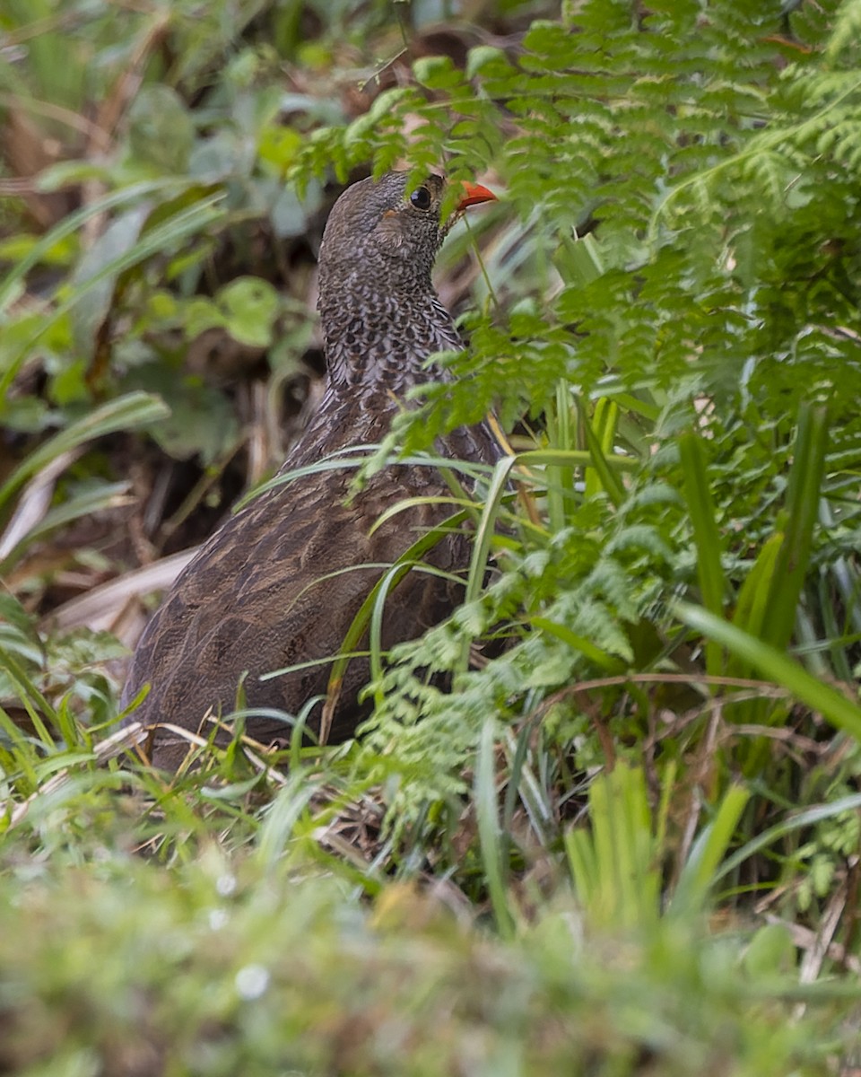 Scaly Spurfowl - ML518346771