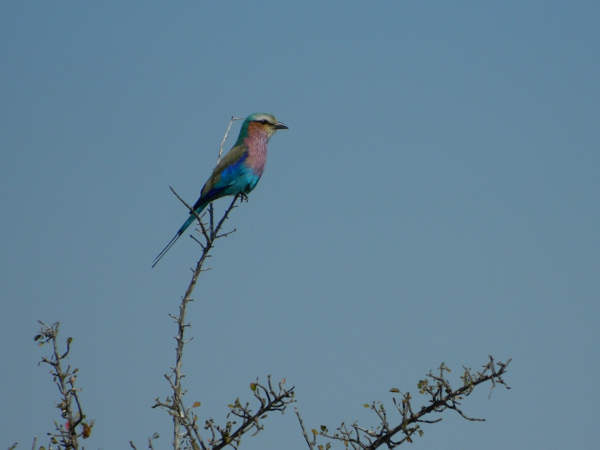 Lilac-breasted Roller - ML518347201