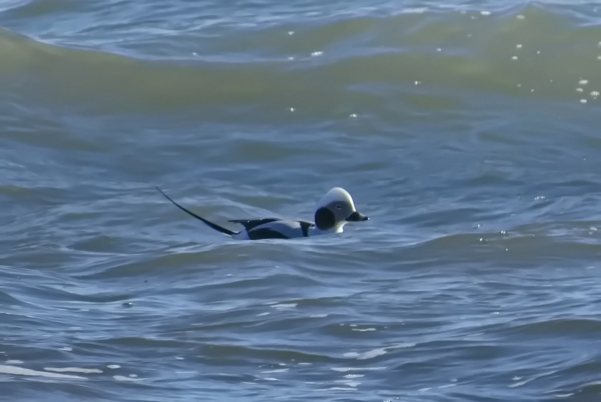 Long-tailed Duck - ML518348041