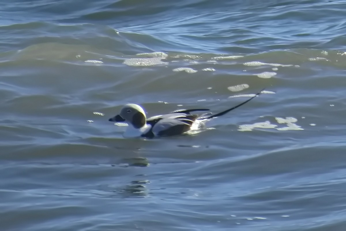 Long-tailed Duck - ML518348081