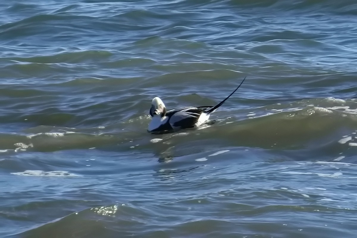 Long-tailed Duck - ML518348111