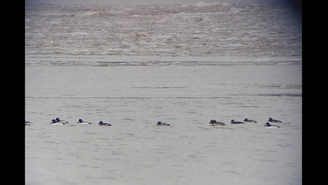 Harlequin Duck - ML518349081