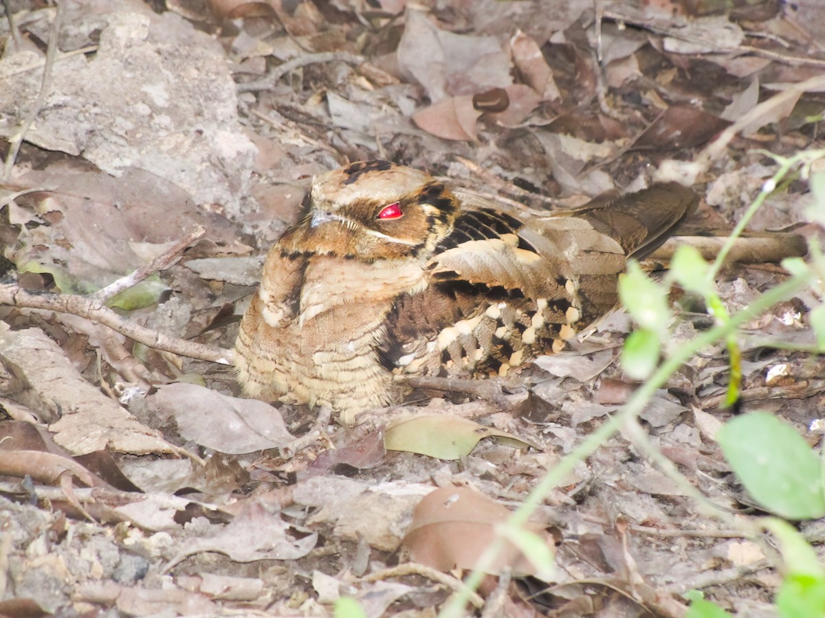 Large-tailed Nightjar - ML518349851