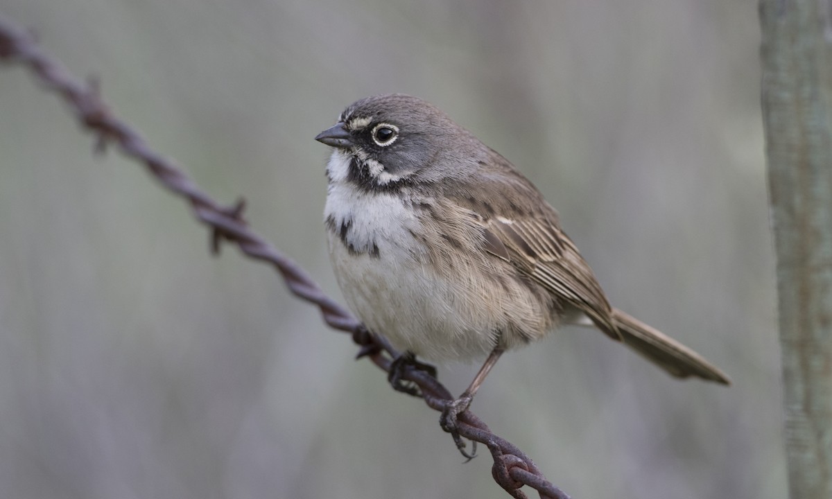 Bell's Sparrow (belli) - Brian Sullivan