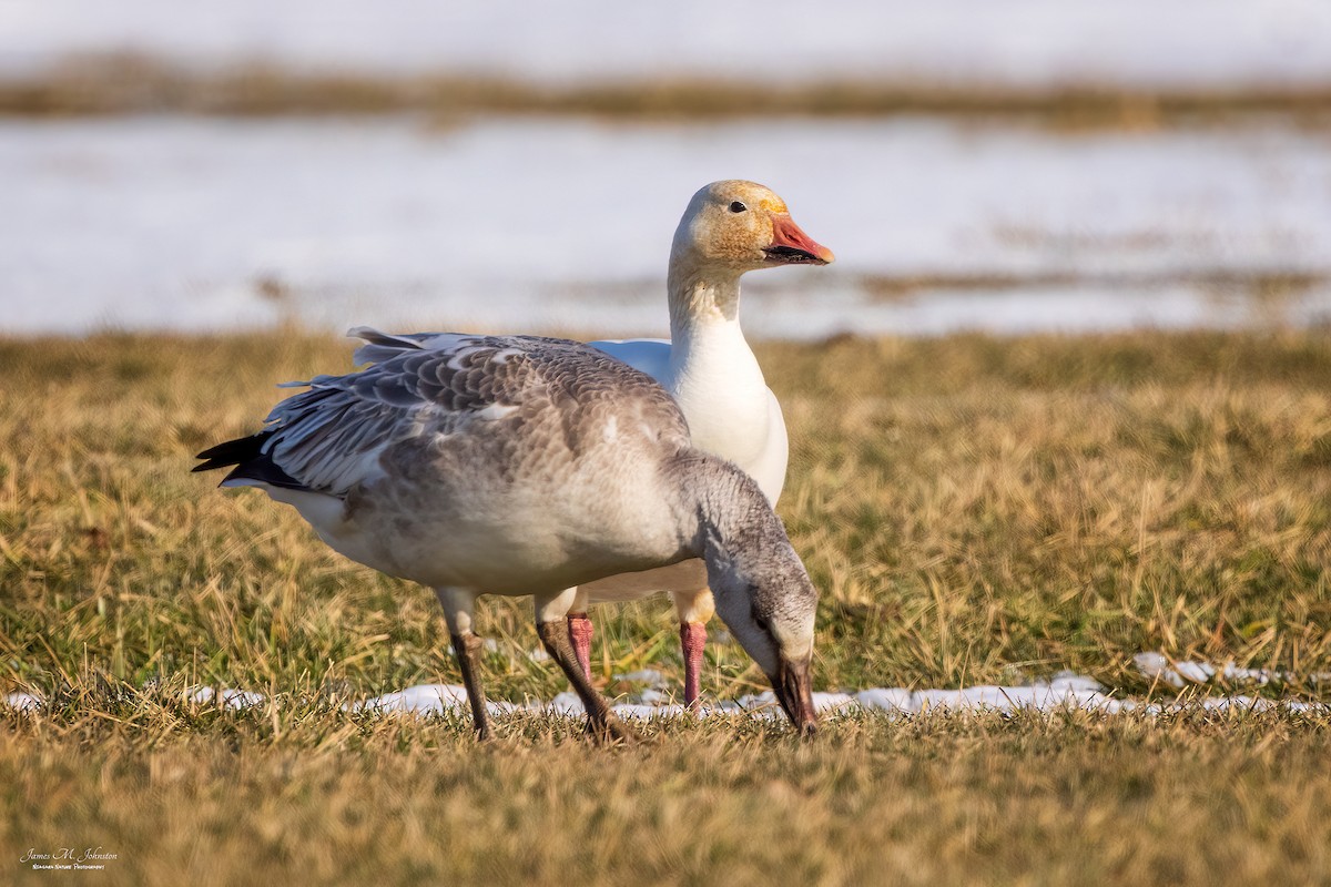 Snow Goose - James Johnston