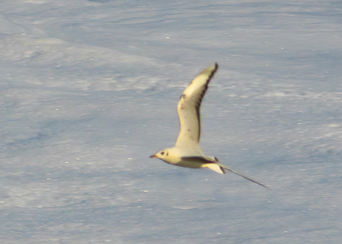 Brown-headed Gull - ML518351901