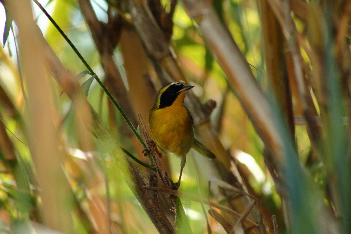 Belding's Yellowthroat - ML518352871