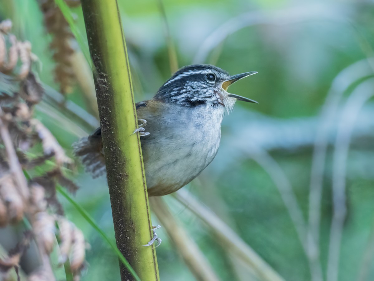 Hermit Wood-Wren - Sara Stokes