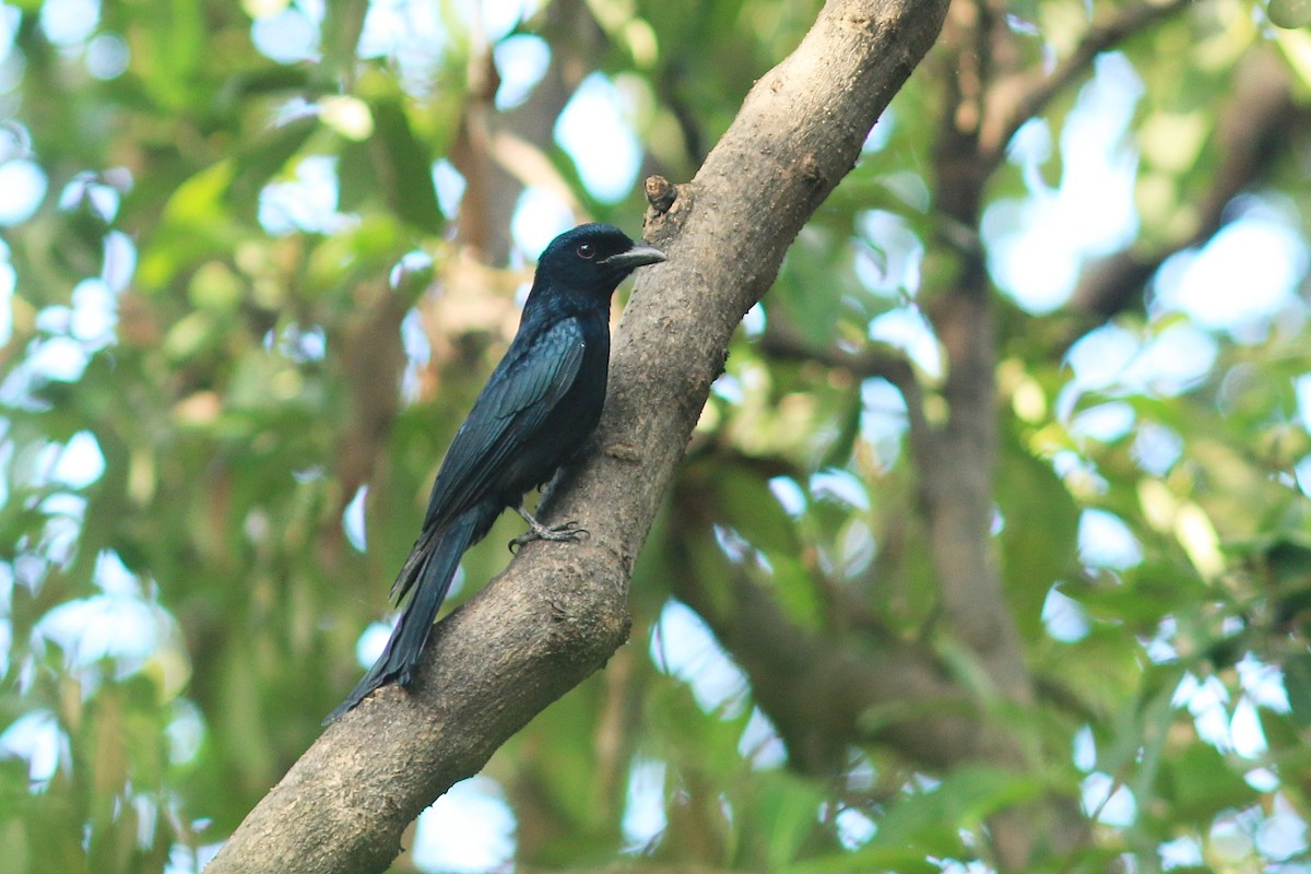 Crow-billed Drongo - Woraphot Bunkhwamdi