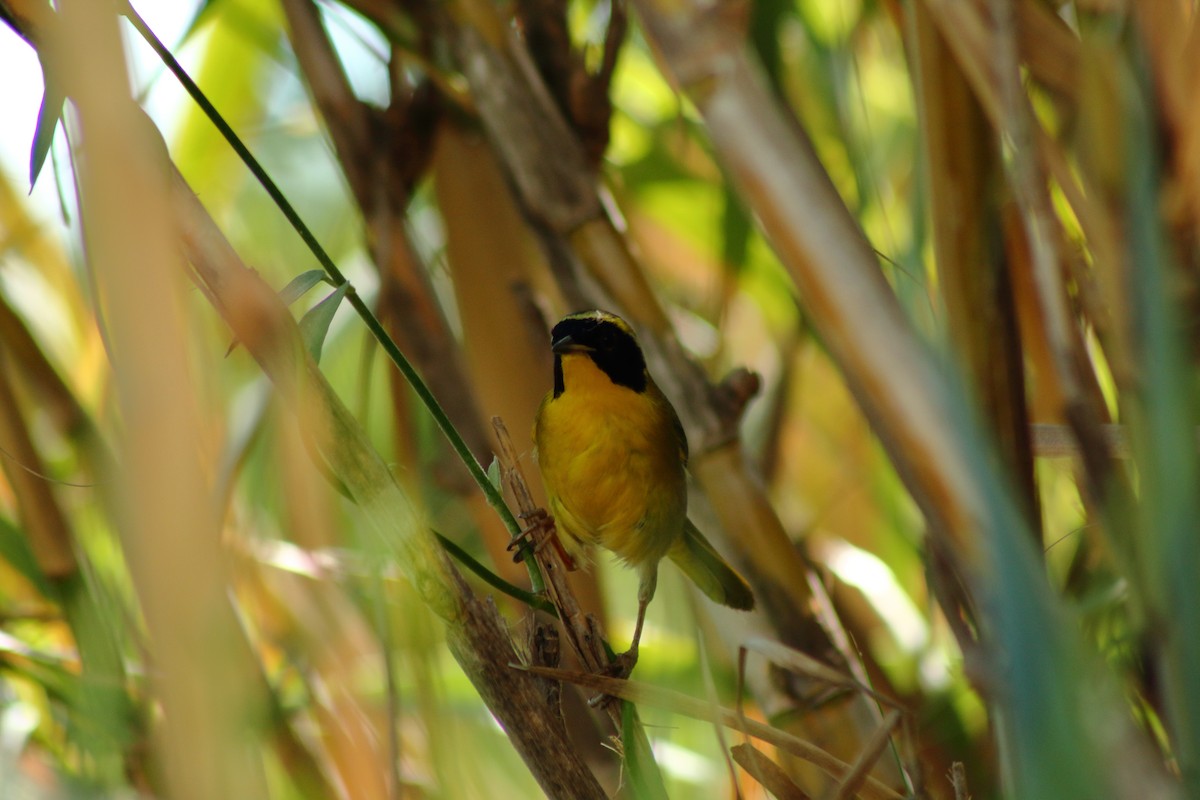 Belding's Yellowthroat - ML518353111