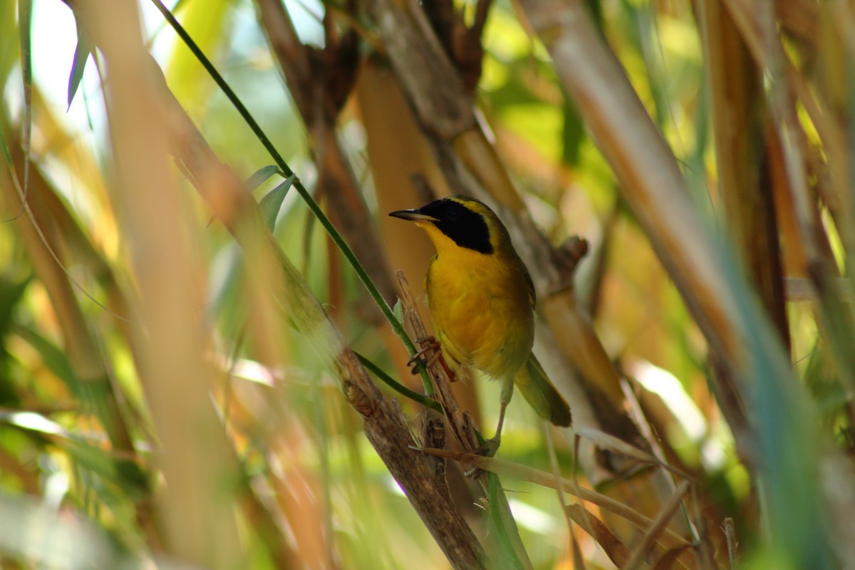 Belding's Yellowthroat - ML518353171
