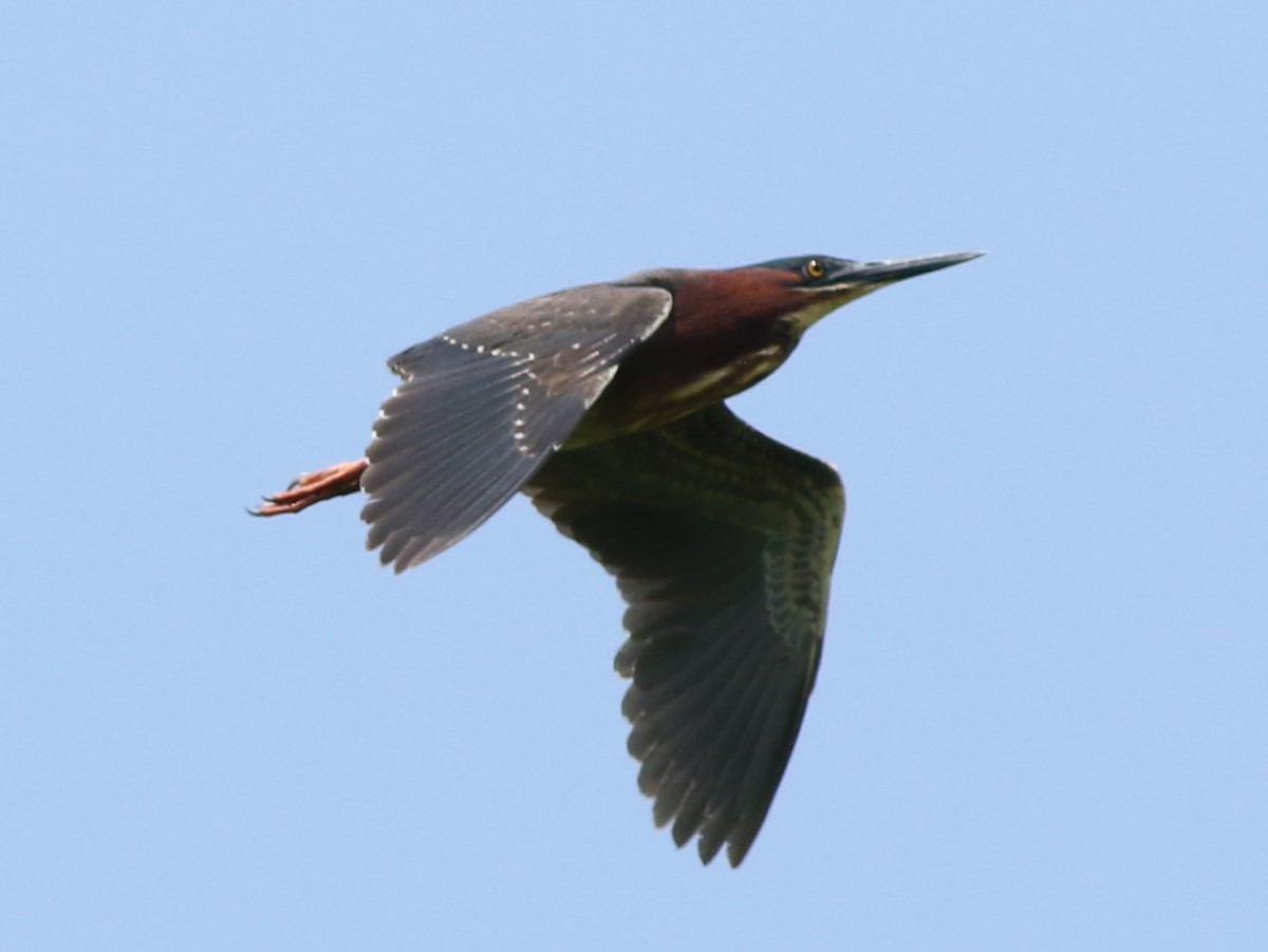 Green Heron - Brandon Brogle