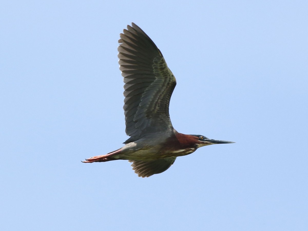 Green Heron - Brandon Brogle