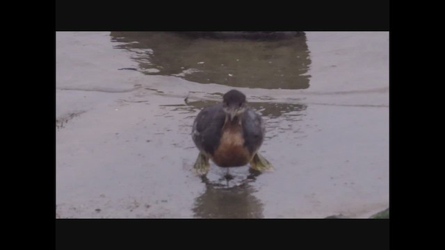 Red-necked Grebe - ML518353391