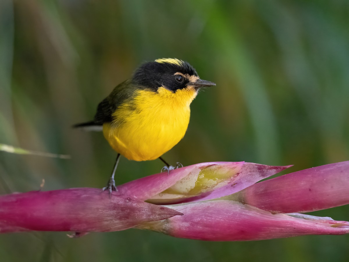 Yellow-crowned Redstart - ML518353401