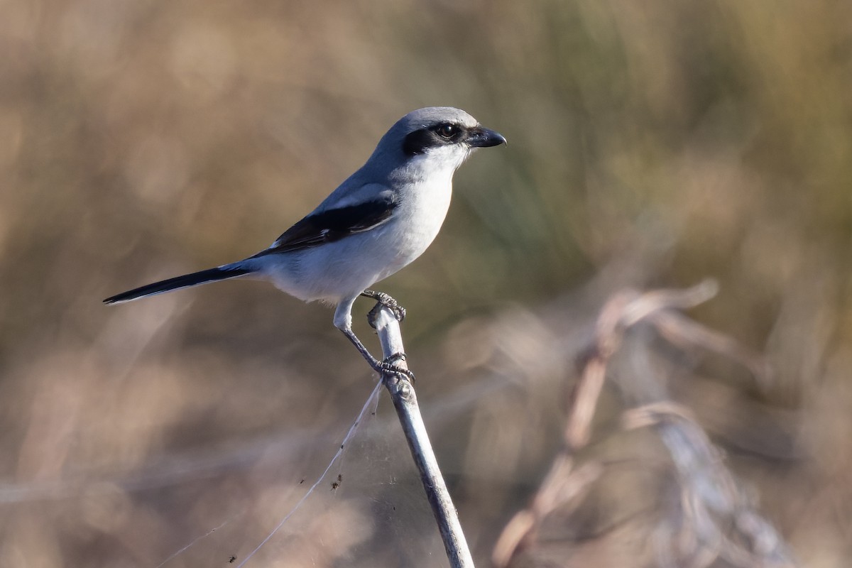 Loggerhead Shrike - ML518353541