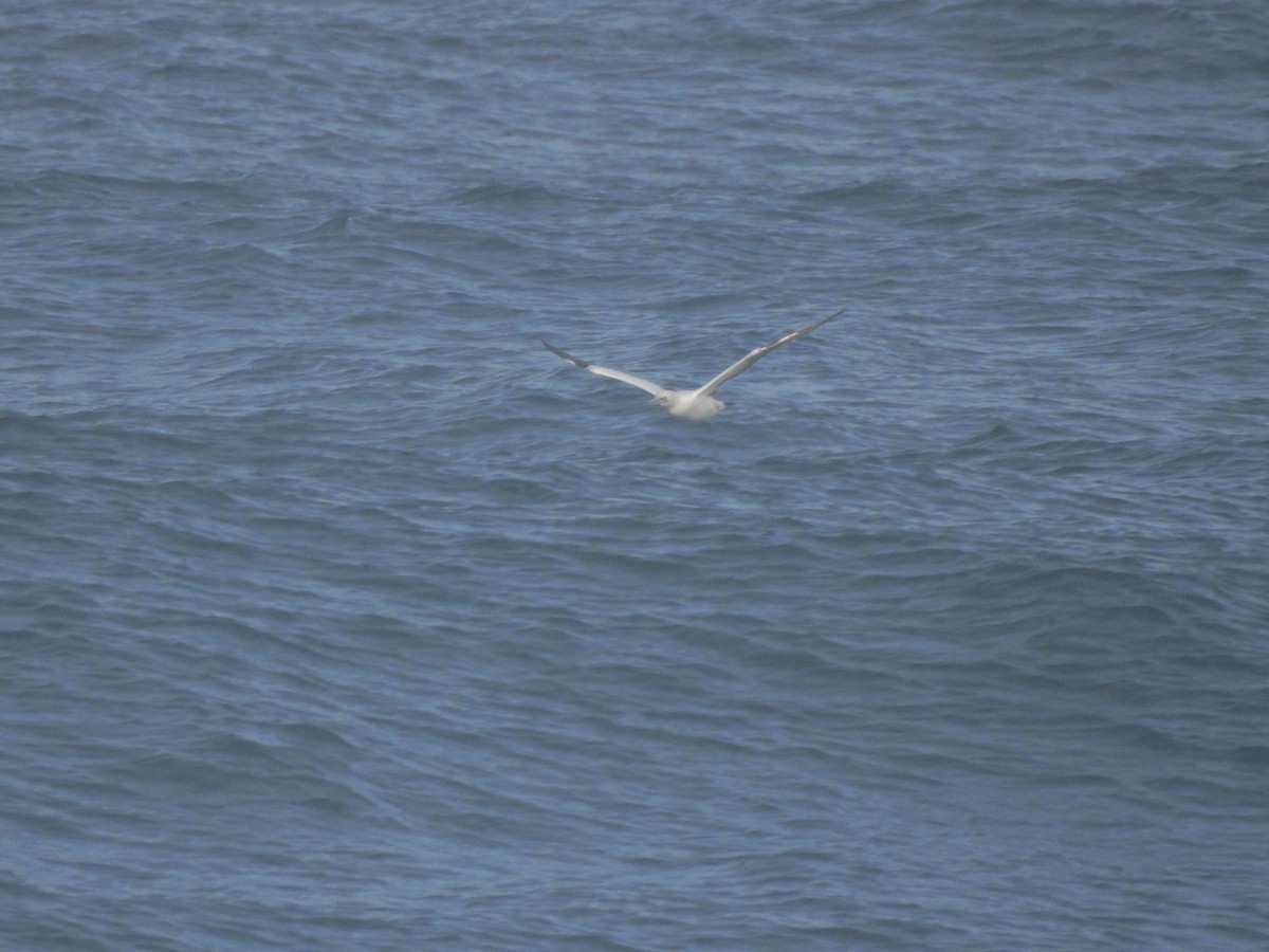 Northern Gannet - ML518353591