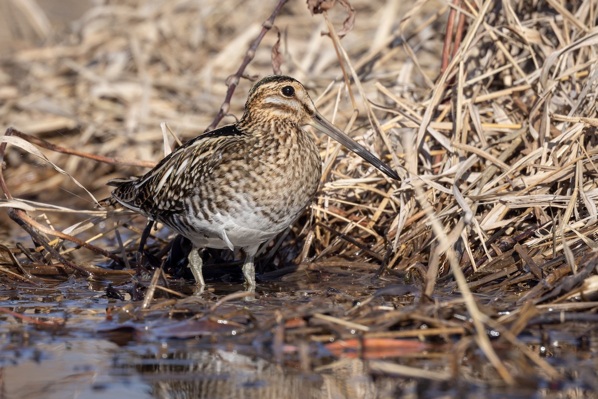 Wilson's Snipe - ML518353601