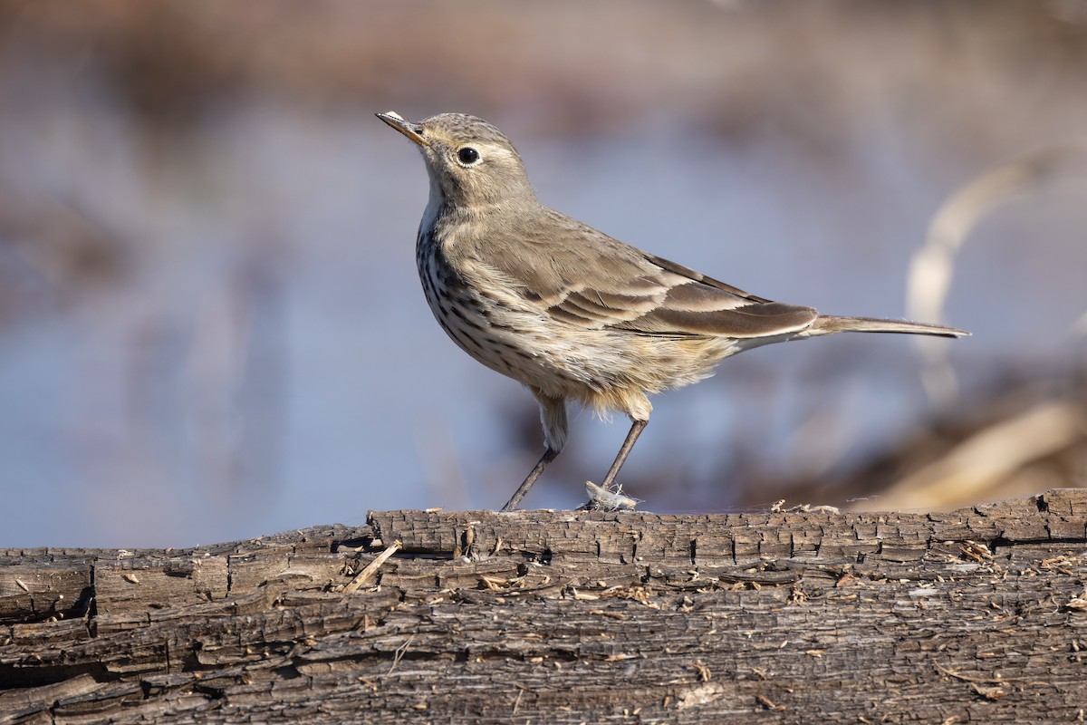 American Pipit - Michael Fogleman