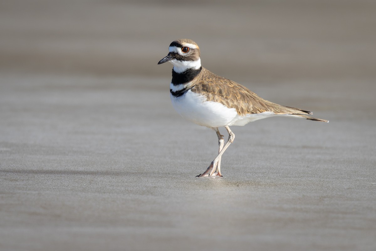 Killdeer - Michael Fogleman