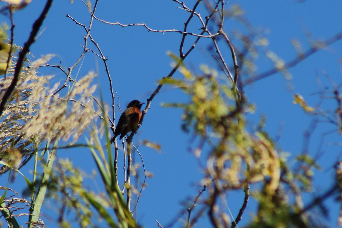 Orchard Oriole - ML518354581