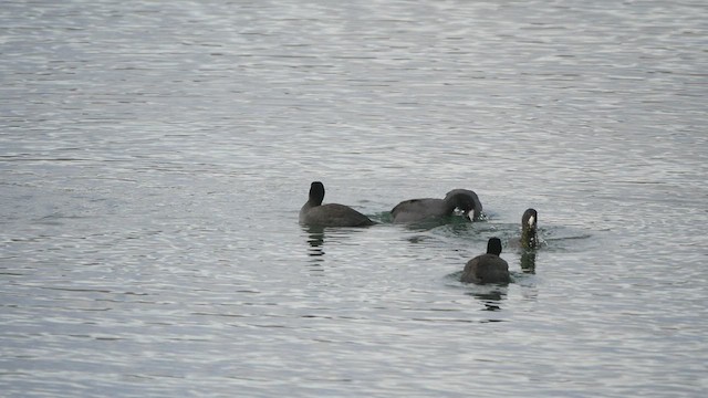 American Coot - ML518355031