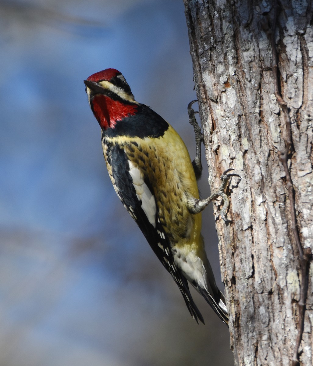 Yellow-bellied Sapsucker - ML518355291