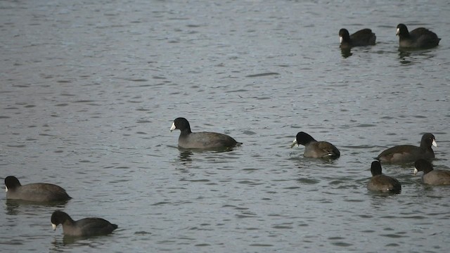 American Coot - ML518355491