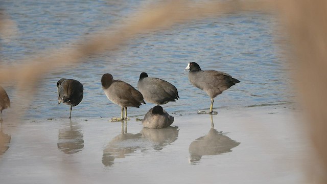American Coot - ML518355621