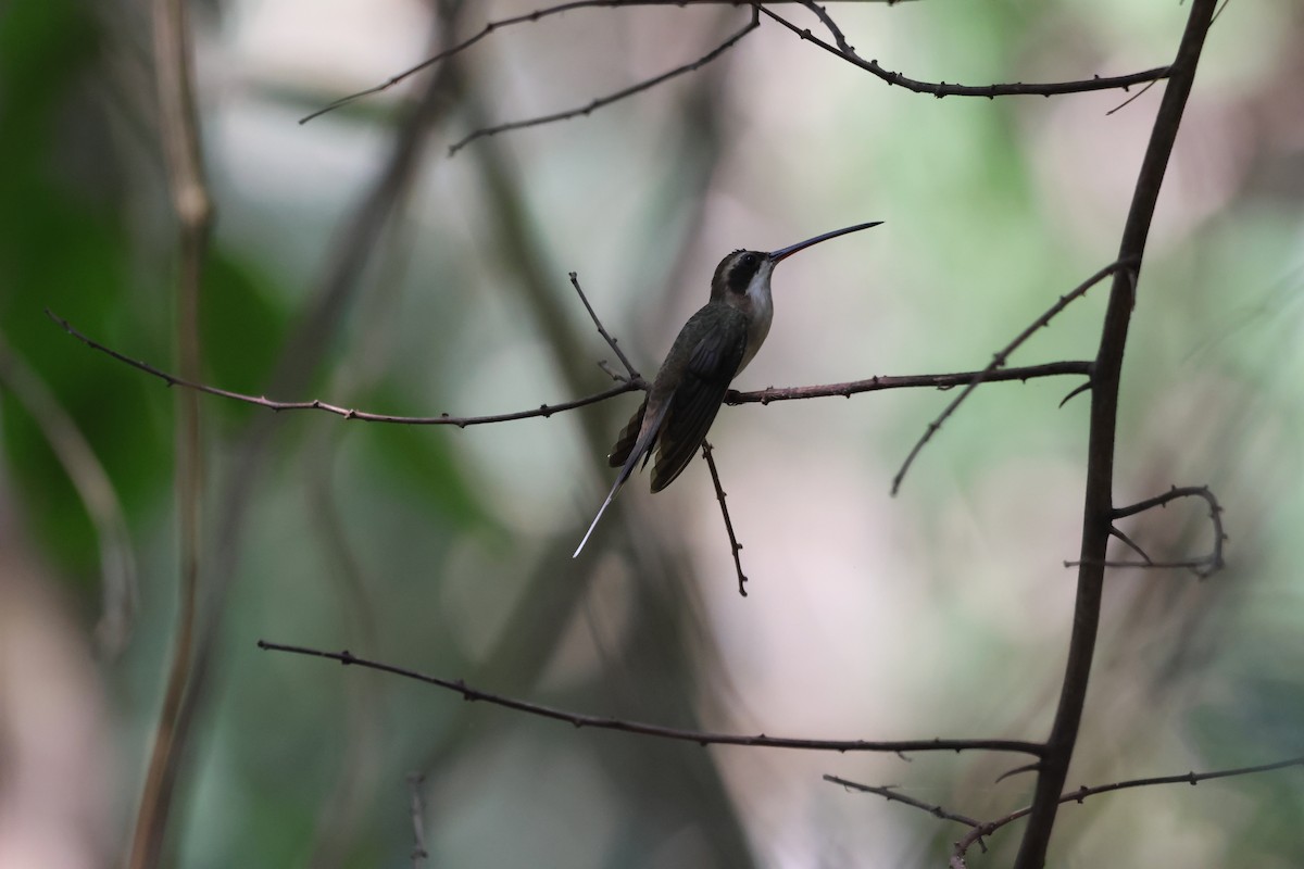 Pale-bellied Hermit - ML518356061