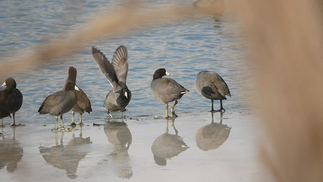 American Coot - ML518356101