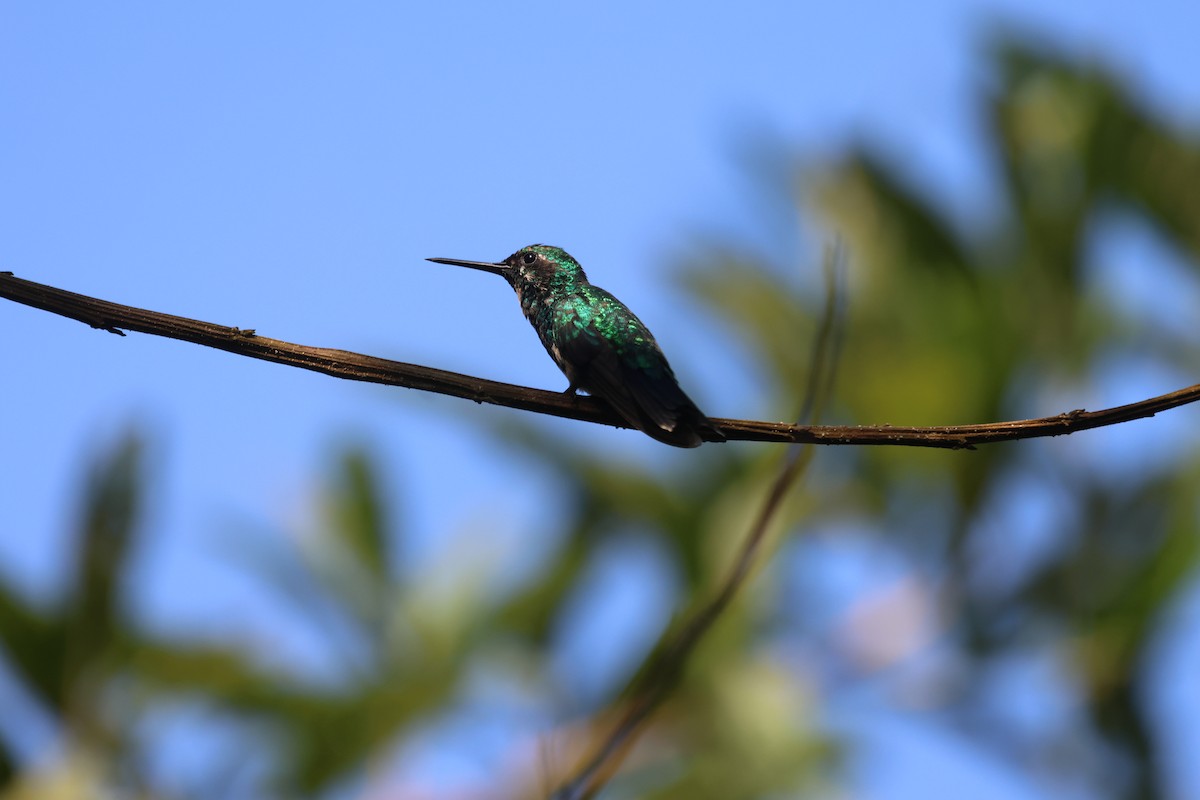 Red-billed Emerald - ML518357021