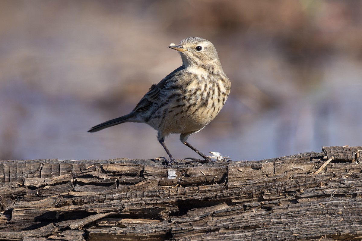 American Pipit - Michael Fogleman