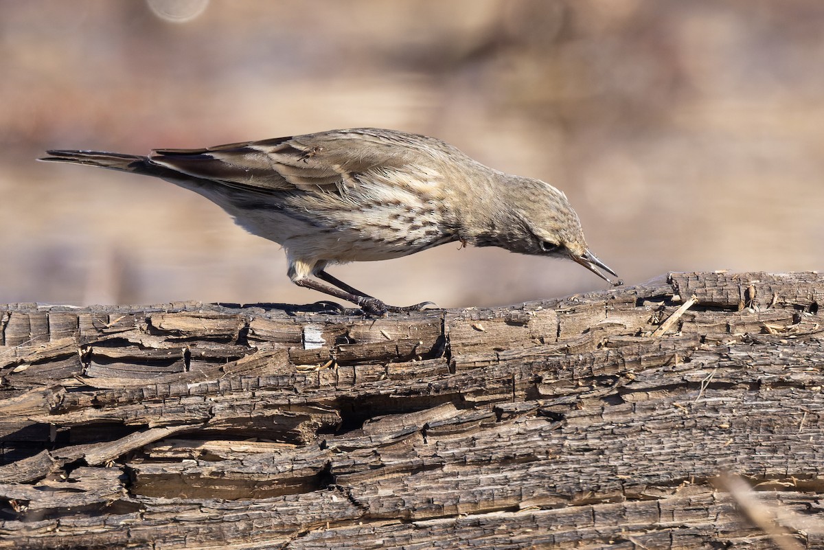 American Pipit - Michael Fogleman