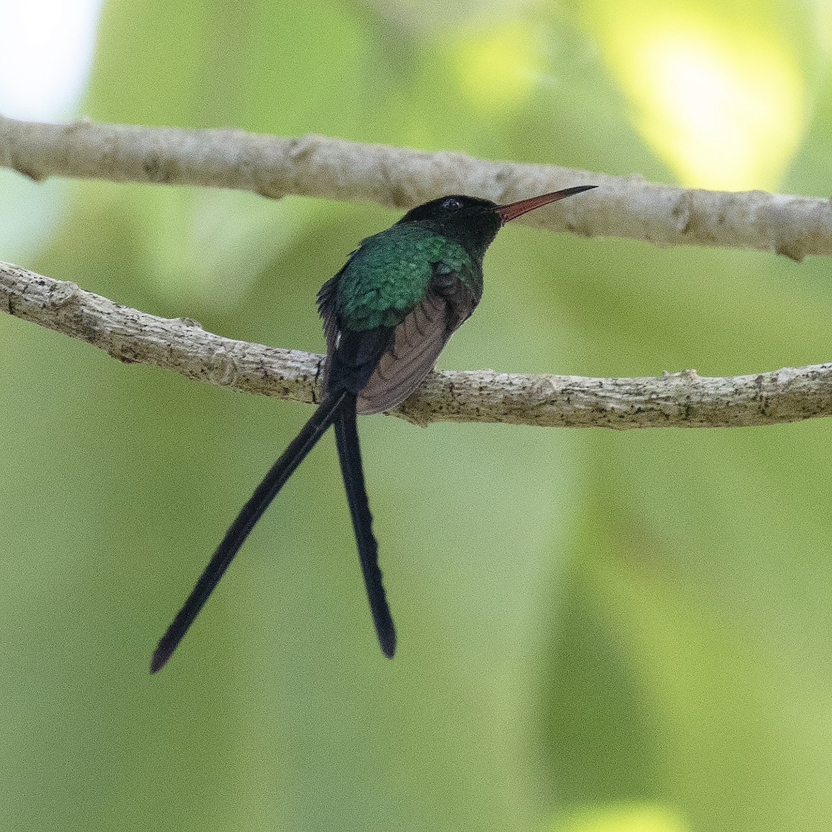 Red-billed x Black-billed Streamertail (hybrid) - ML518357781