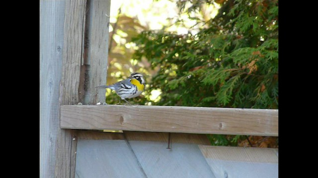 Paruline à gorge jaune - ML518359331