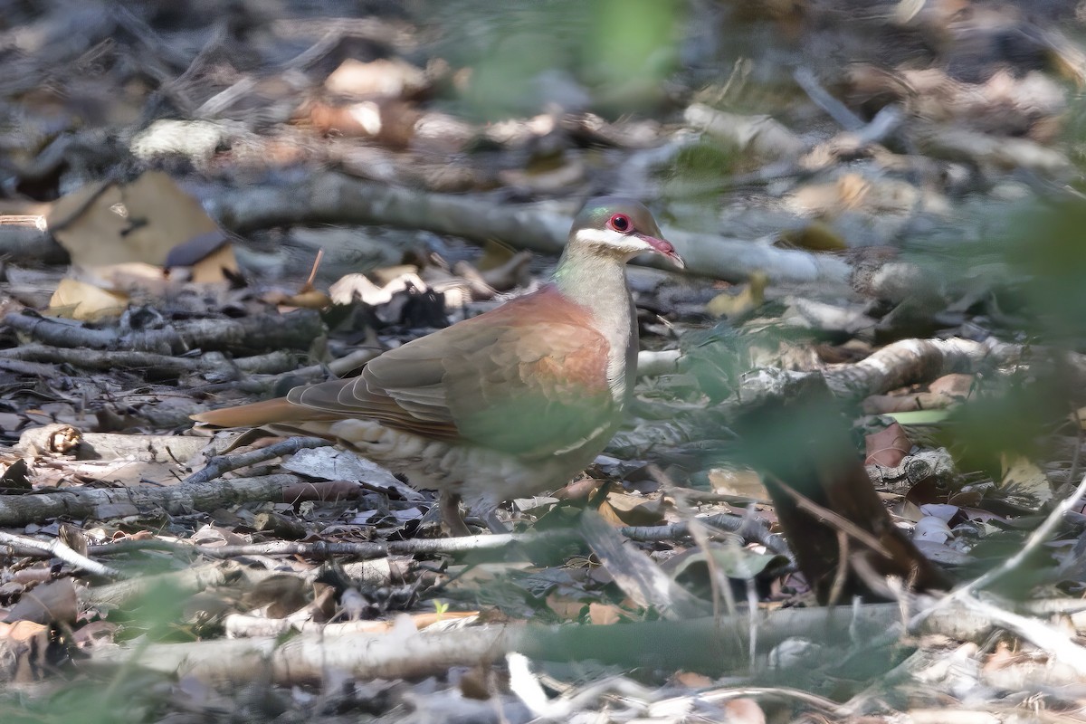 Key West Quail-Dove - ML518360751