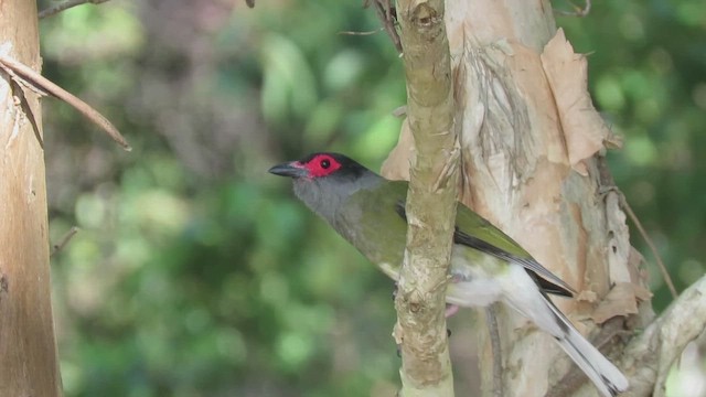 Australasian Figbird - ML518360771