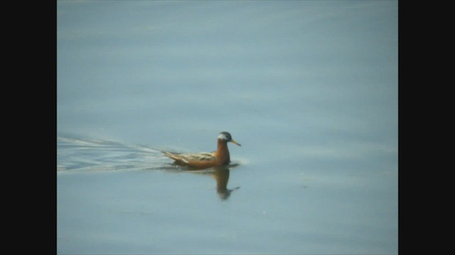 polarsvømmesnipe - ML518361891