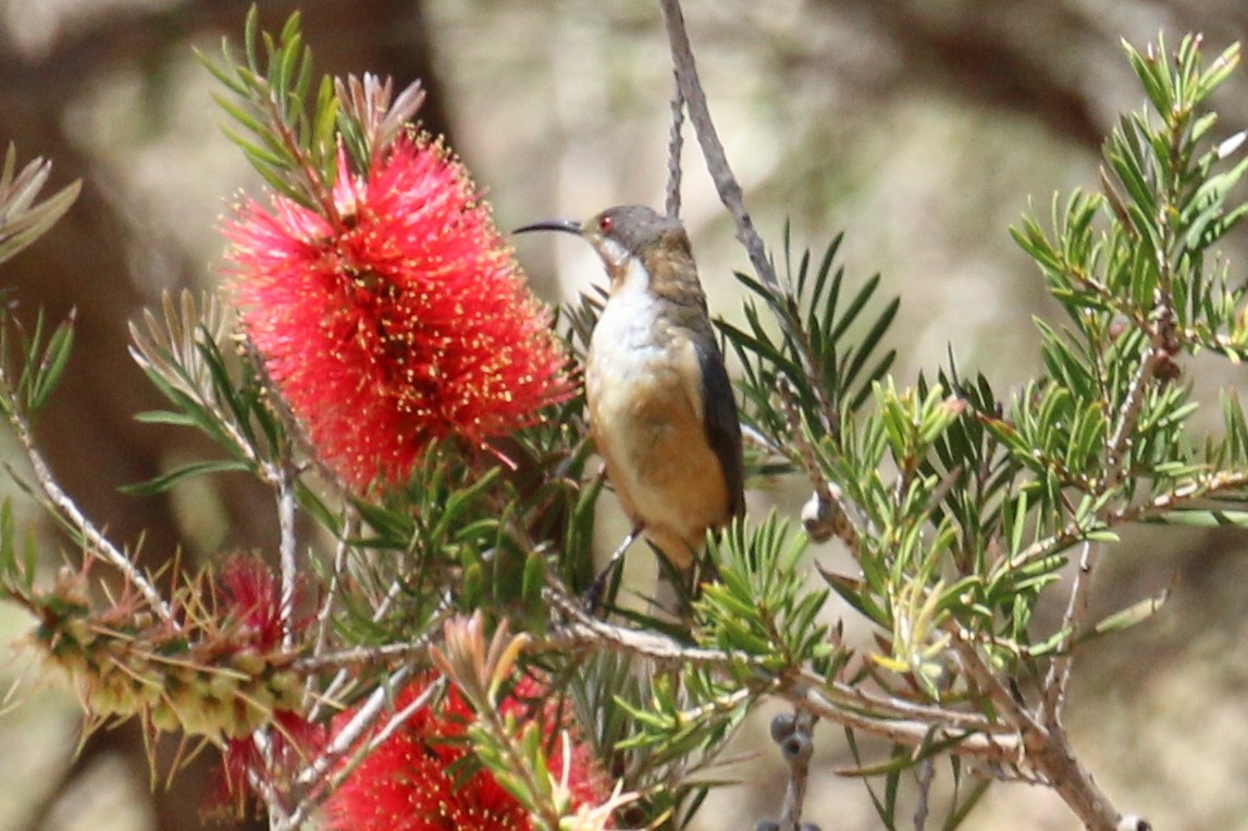 Eastern Spinebill - Leith Woodall